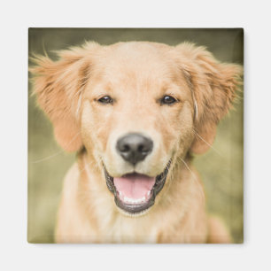 Íman Um retrato de um filhote de cachorro do golden