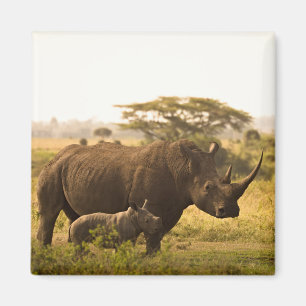 Íman Um Rhino com seu bebê