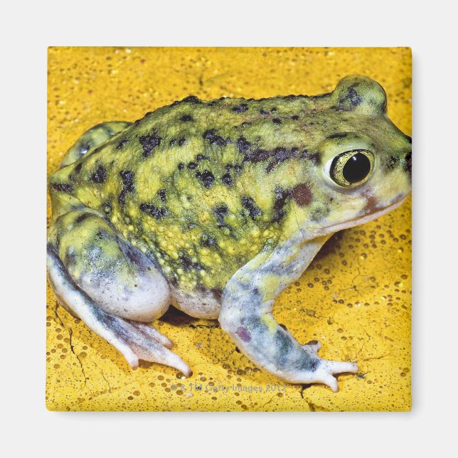 Íman Um sapo de spadefoot (Frente)