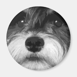 Íman Um Schnauzer Miniatura Preta e Branca