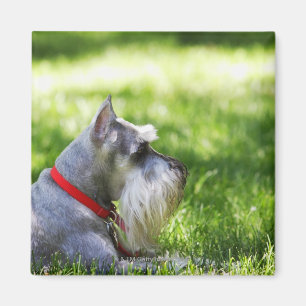 Íman Um Schnauzer que coloca na grama