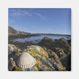 Íman Um Seashell senta-se em uma rocha Dumfries,