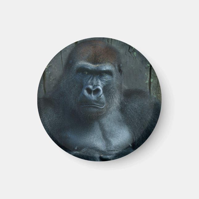 Íman Um Silverback no Fazer (Frente)