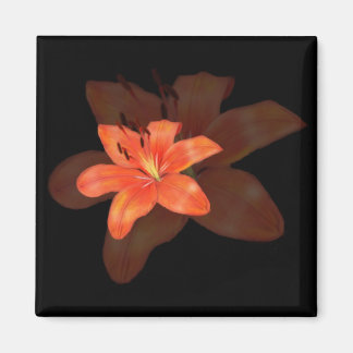 Íman Um Solitário Lily Magnet