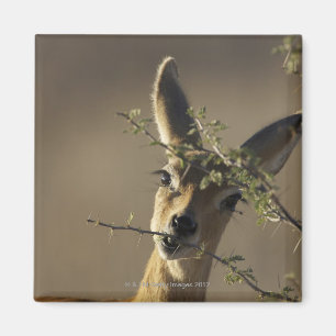 Íman Um Steenbok que olha a câmera quando comer