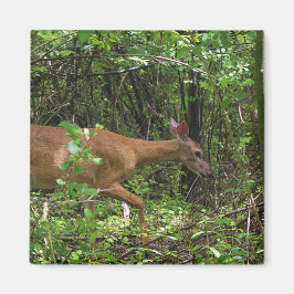 Íman Um Stroll através das madeiras