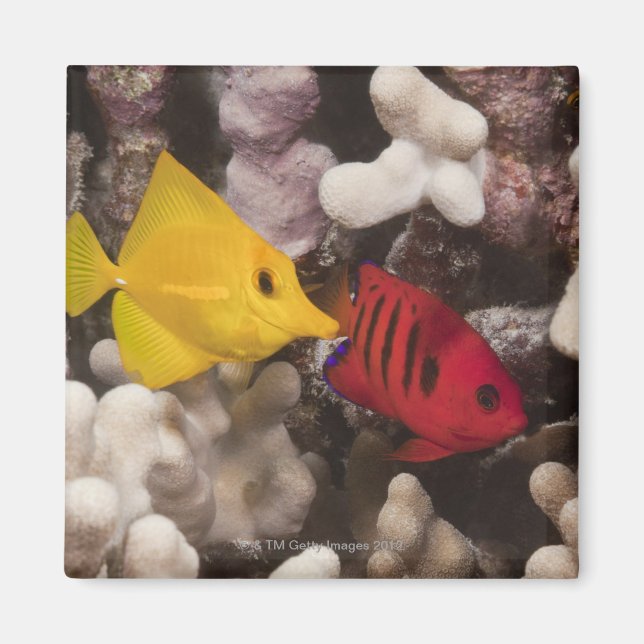 Íman Um Tang Amarelo (Frente)