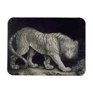 Íman Um tigre Prowling (lápis no papel)