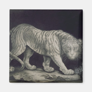 Íman Um tigre Prowling (lápis no papel)