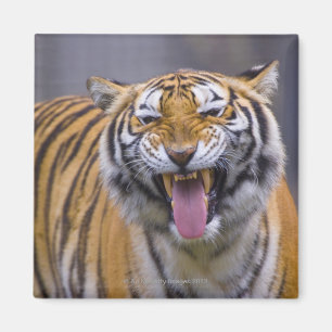 Íman Um tigre rujir, jardim zoológico de Formosa,