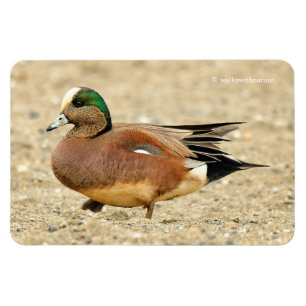 Íman Um Wigeon americano na praia