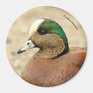 Íman Um Wigeon americano na praia