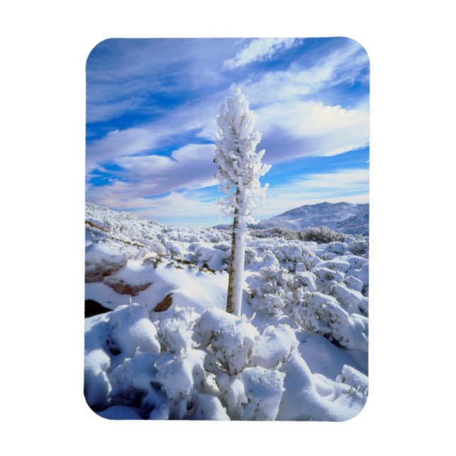 Íman Um yucca coberto de neve (Vertical)