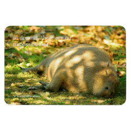 Íman Uma bela Capybara sonha no sol de verão