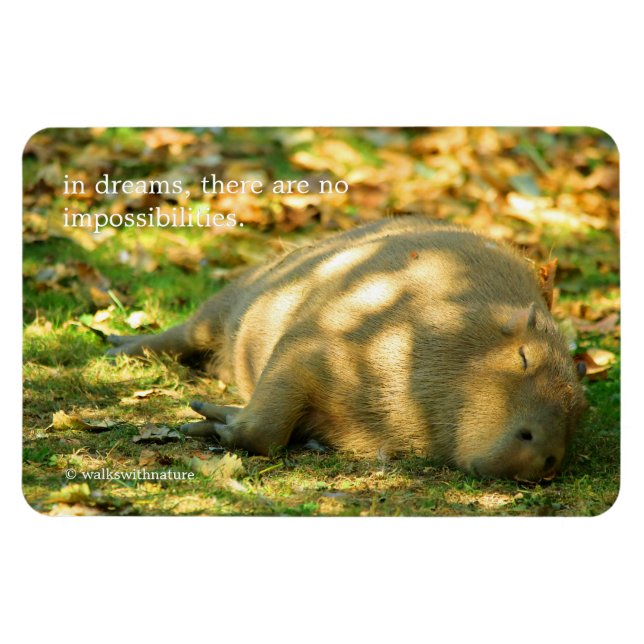 Íman Uma bela Capybara sonha no sol de verão (Horizontal)
