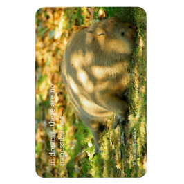 Íman Uma bela Capybara sonha no sol de verão