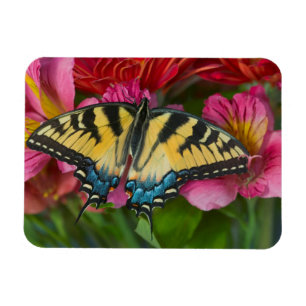 Íman Uma borboleta de Swallowtail do tigre