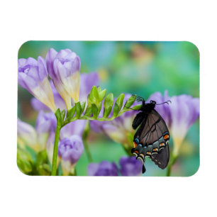 Íman Uma Borboleta Monarca Danaus Plexippus