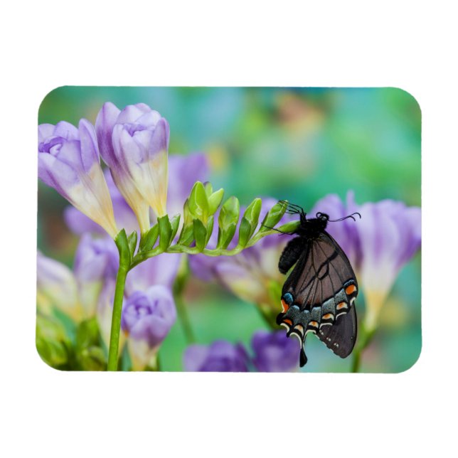 Íman Uma Borboleta Monarca | Danaus Plexippus (Horizontal)