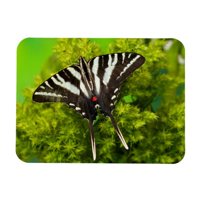Íman Uma Borboleta Rabo de Andorinha Norte-Americana (Horizontal)