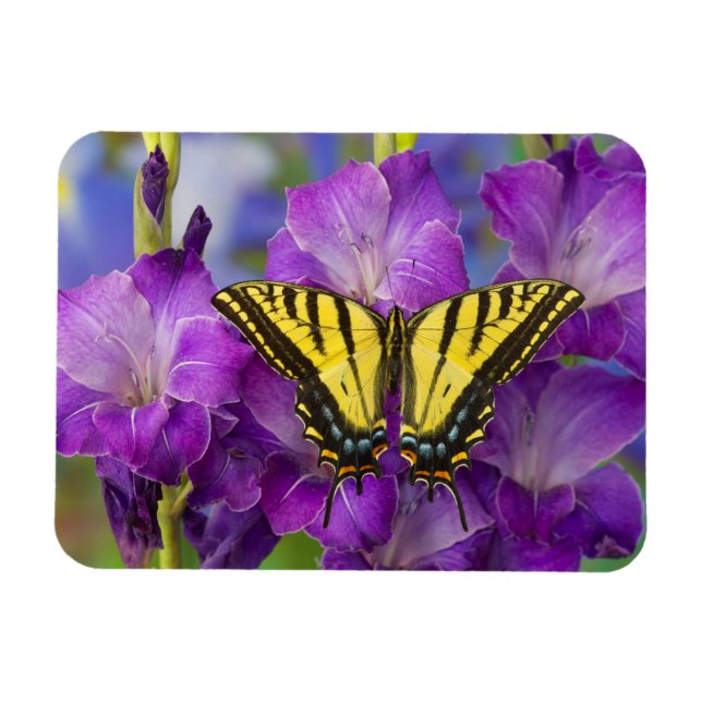 Íman Uma Borboleta Viceroy em Gladíolos Roxos (Horizontal)