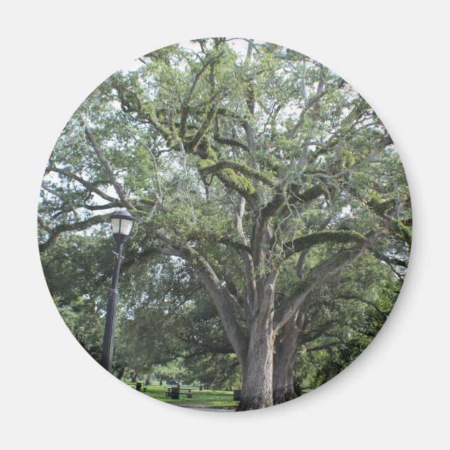 Íman Uma caminhada no parque (Frente)