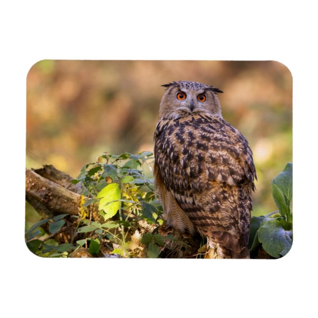 Íman Uma Coruja de Águia (Horizontal)