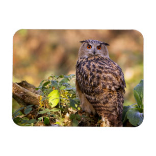 Íman Uma coruja de Eagle