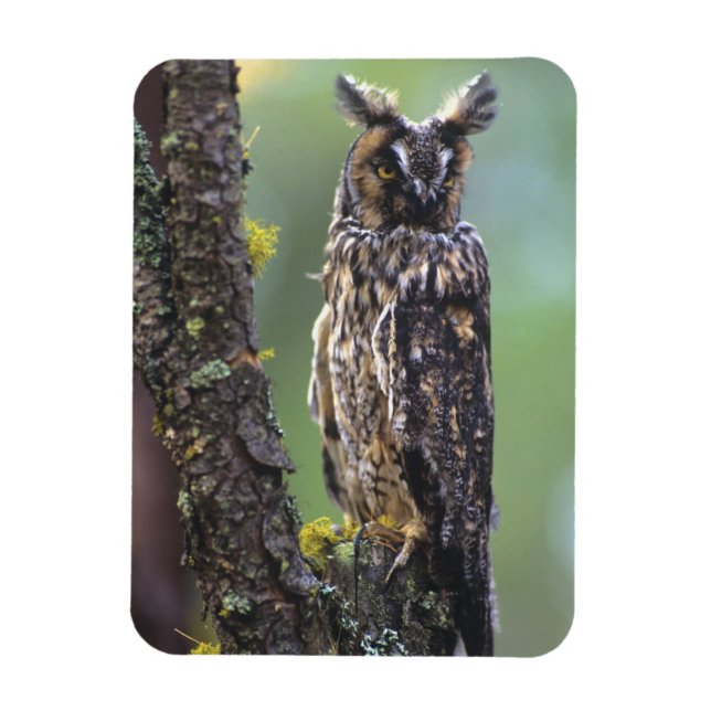 Íman Uma coruja de orelhas longas empoleirada num ramo  (Vertical)
