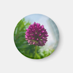 Íman Uma dica do ímã Z "Rosa Escuro"