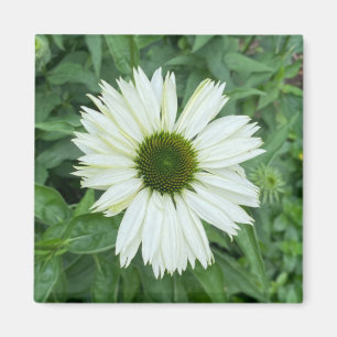 Íman Uma dica do ímã Z "White and Green Daisy"