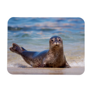 Íman Uma foca em uma praia ao longo da Costa do Pacífic
