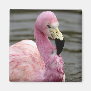 Íman Uma foto cativa de um Flamingo Andino