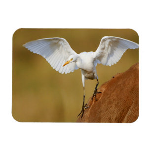 Íman Uma Garça-Boieira (Bubulcus Ibis) Desce