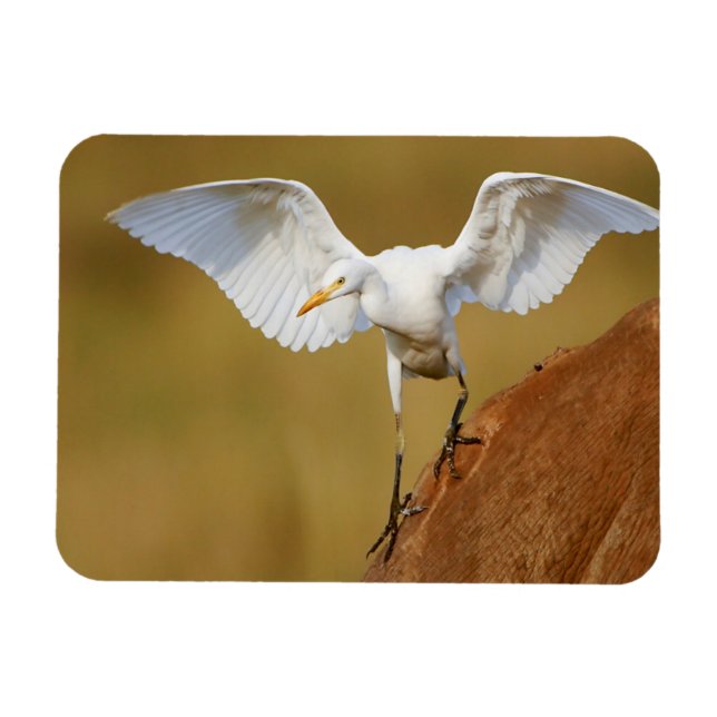Íman Uma Garça-Boieira (Bubulcus Ibis) Desce (Horizontal)