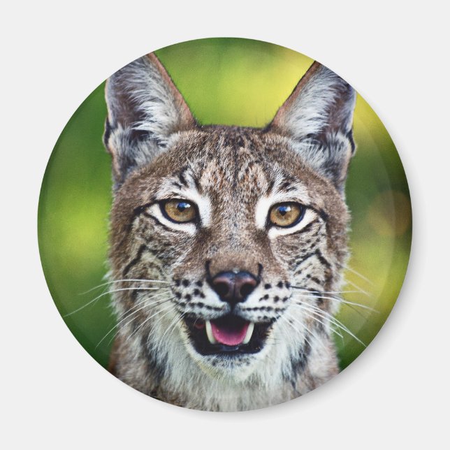 Íman Uma Lynx Siberiana Sorridente (Frente)