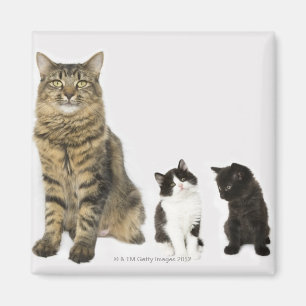 Íman Uma mãe com seus quatro gatinhos todo o assento