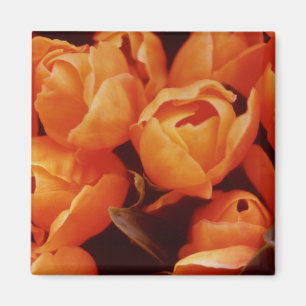 Íman Uma Matriz de Tulips Laranja, mercado de Amsterdã