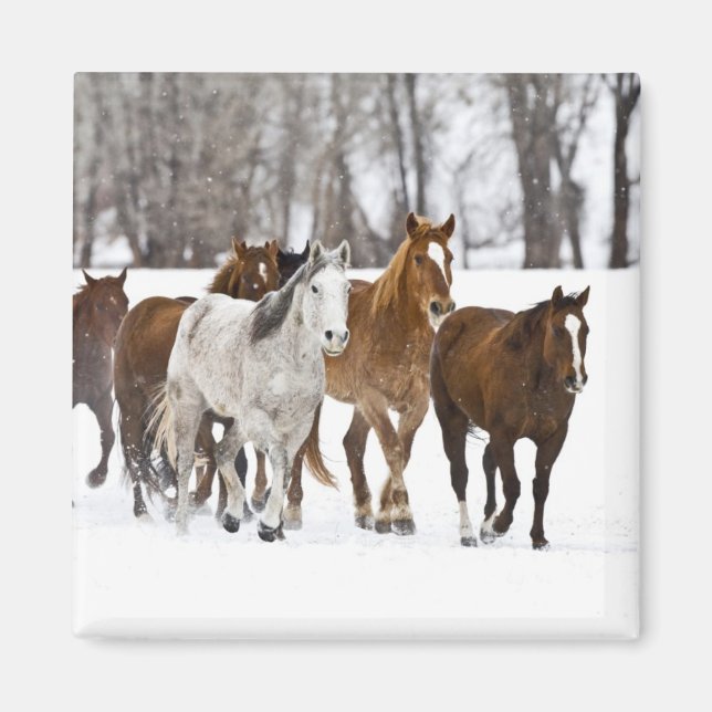 Íman Uma paisagem de inverno de cavalos correndo (Frente)