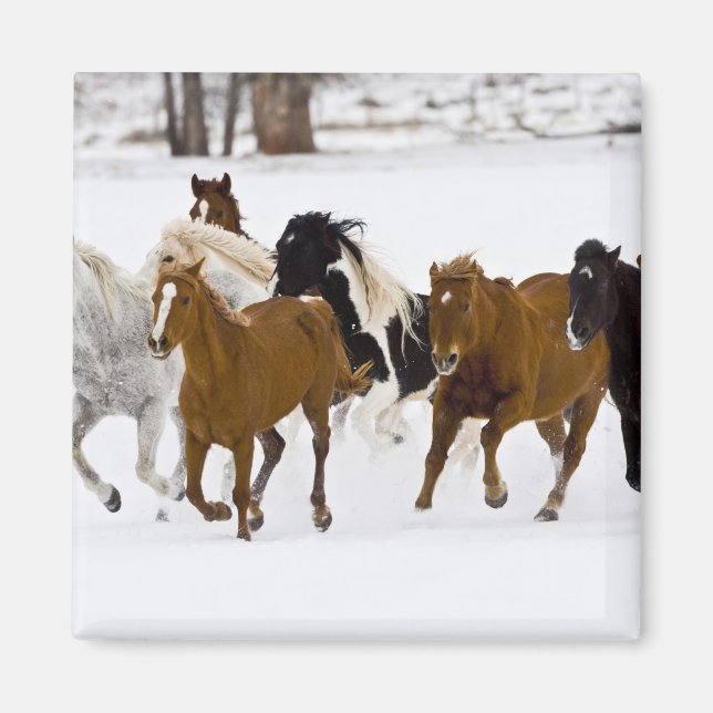 Íman Uma paisagem de inverno de cavalos correndo (Frente)