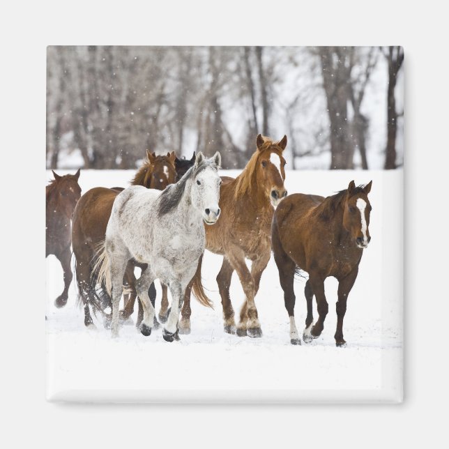 Íman Uma paisagem de inverno de corrida (Frente)