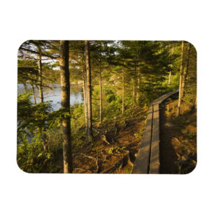 Íman Uma passarela de madeira no Parque Nacional Acadia