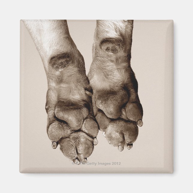 Íman Uma patas para cães (Frente)