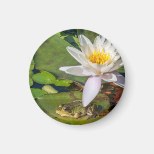 Íman Uma rã sob uma flor de nenúfar