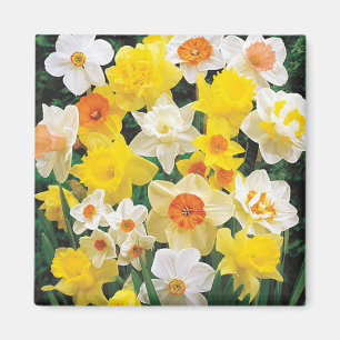 Íman Uma respiração de Primavera Daffodils Frigorífi