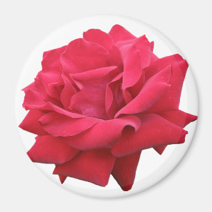 Íman Uma rosa vermelha clássica