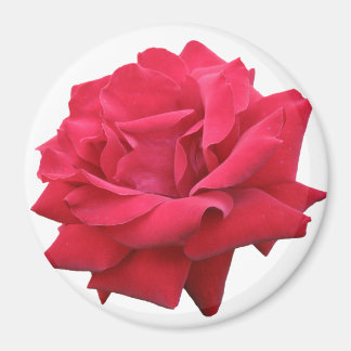 Íman Uma Rosa vermelha clássica