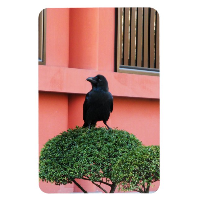 Íman Uma Selva De Grande Porte Uma Perca Numa Árvore Nu (Vertical)