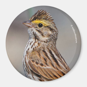 Íman Uma Sparrow Savannah inquisitiva
