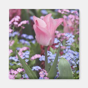 Íman Uma tulipa no Luxembourg Gardens, Paris, França